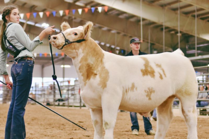 Texas Livestock Exhibits