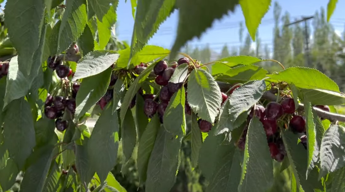 Best cherry varieties Texas