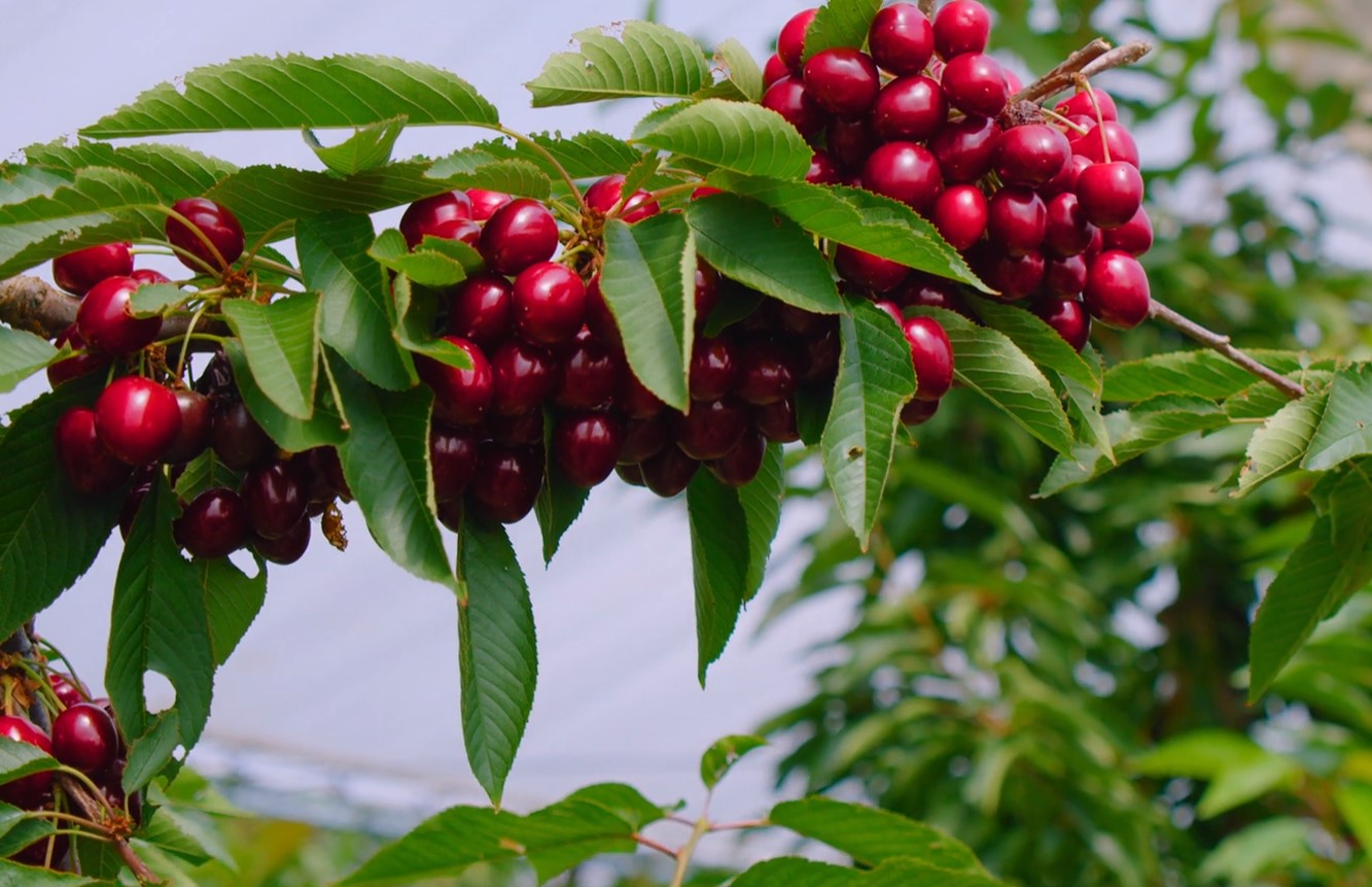 Cherry trees for Texas gardens