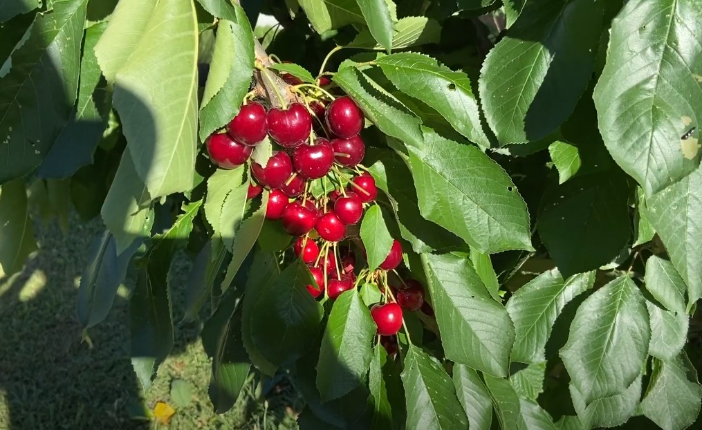 Growing cherry trees Texas