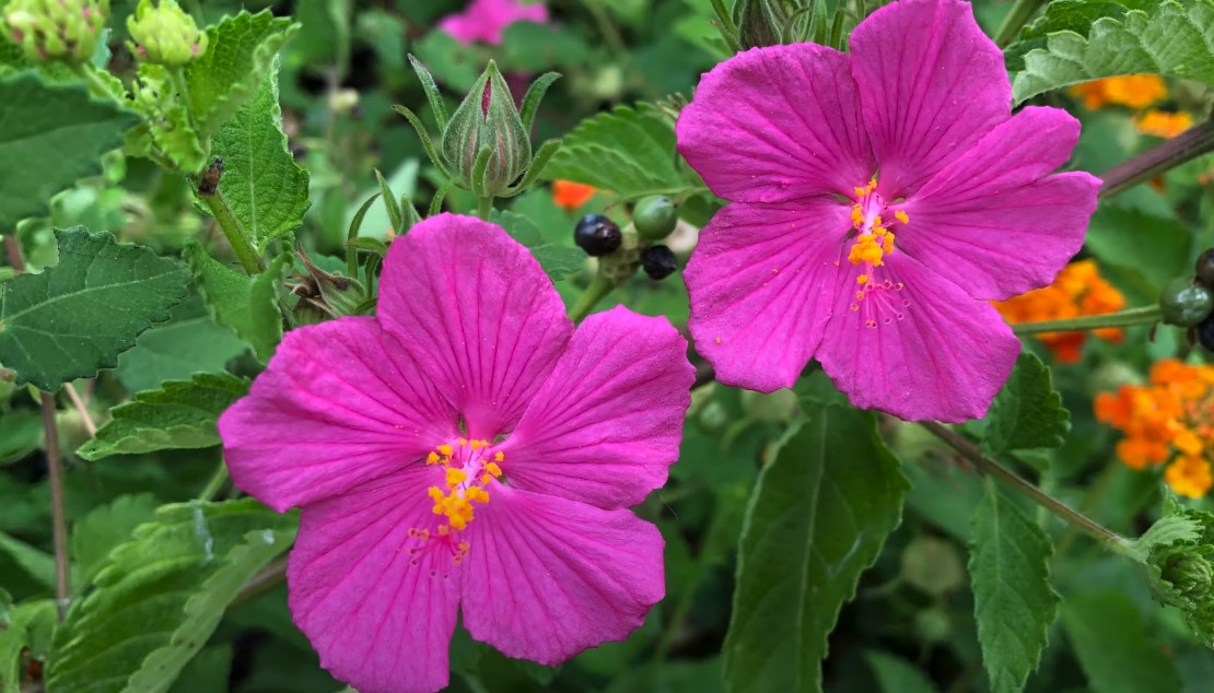 Landscaping Texas plants