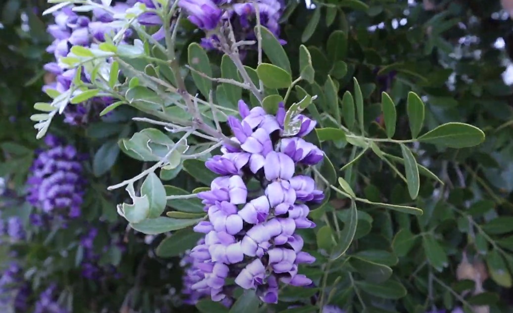 Native Texas wildflowers