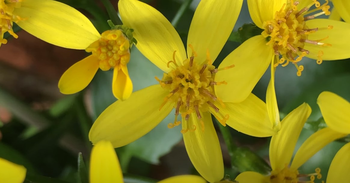 Texas beautiful plants