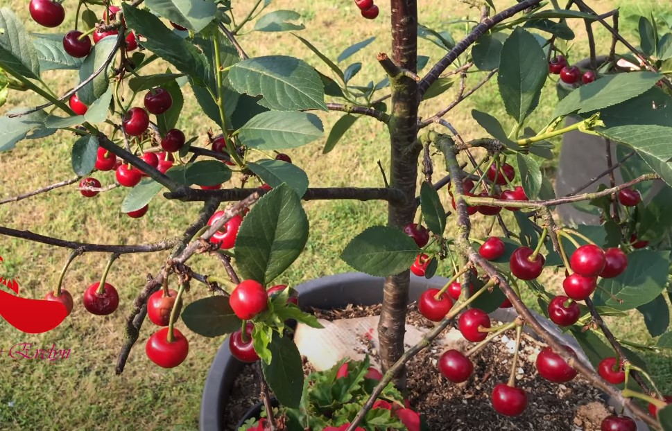 Texas cherry tree guide