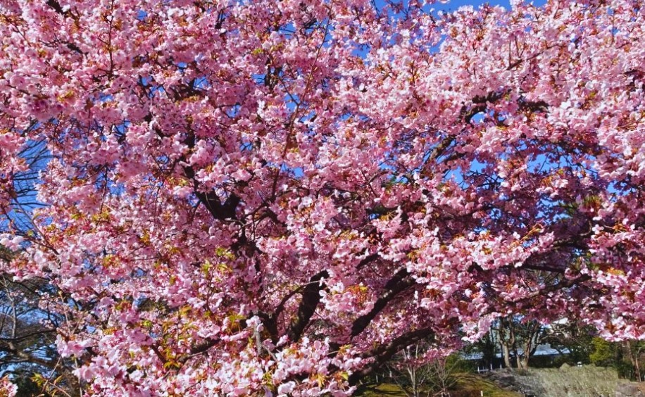 Texas climate cherry trees