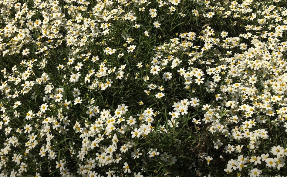 Texas native flowers