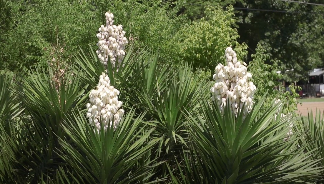 Texas native plants